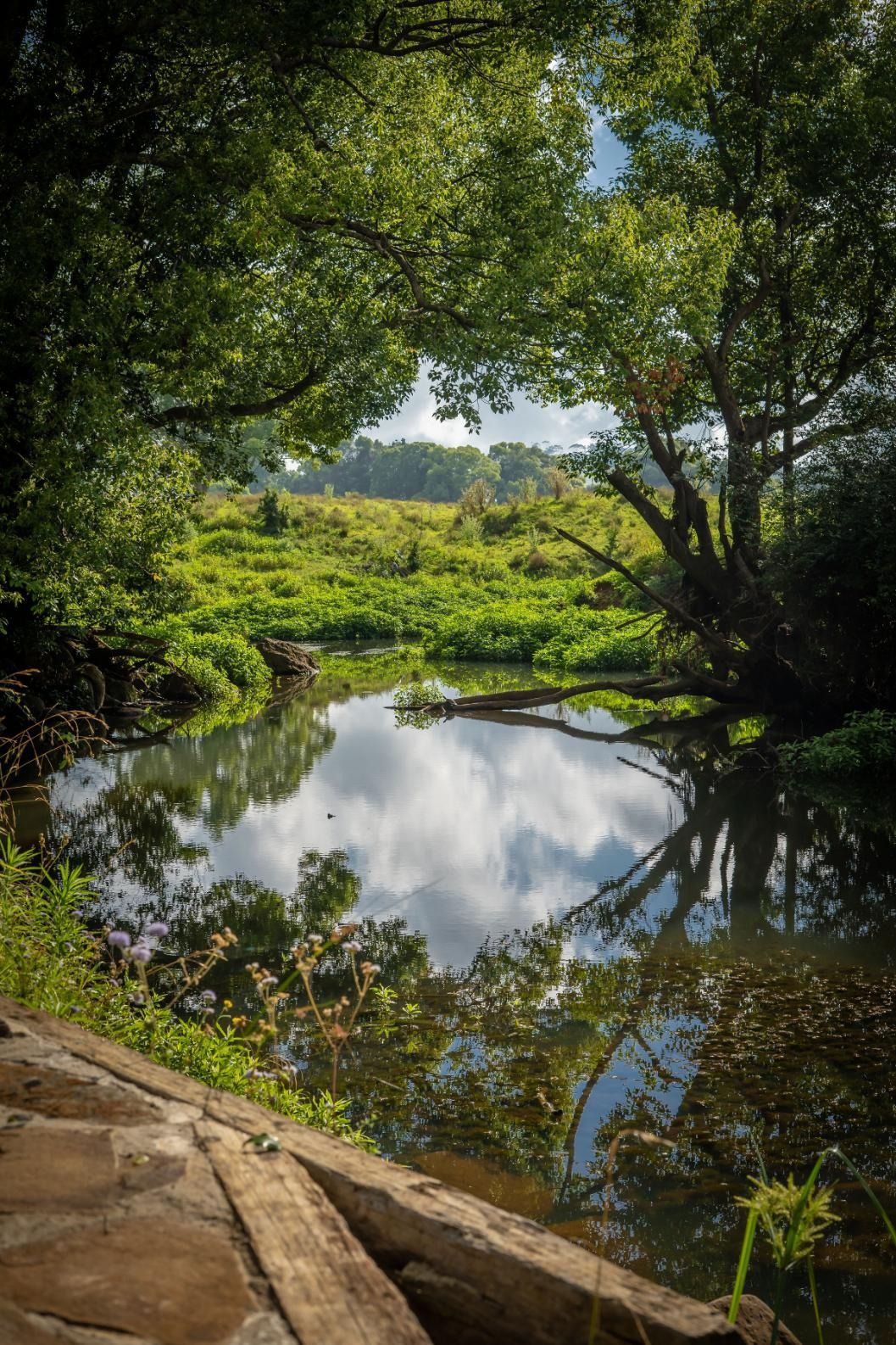 the creek, arty-farty