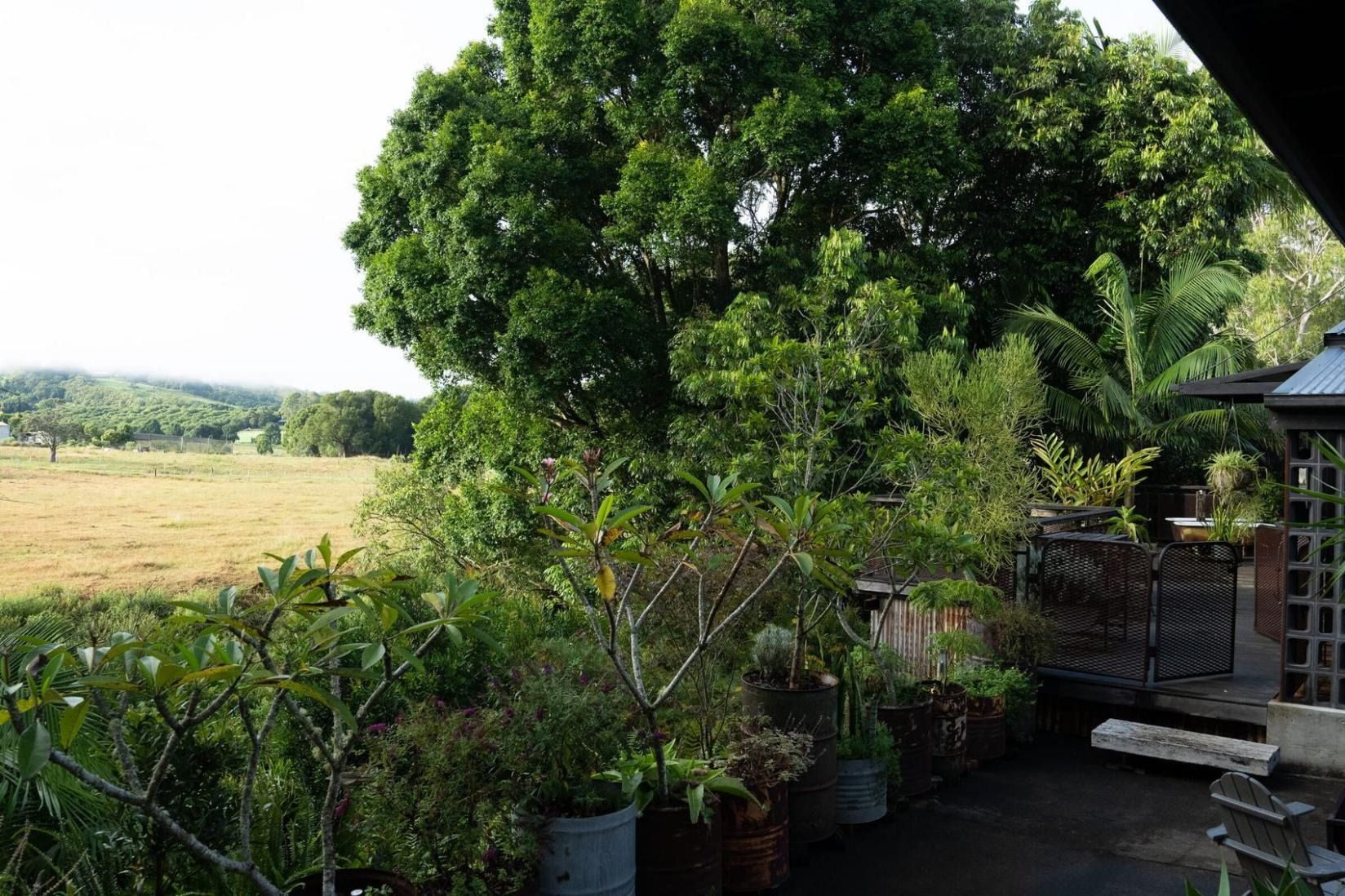 the garden proper, green for days