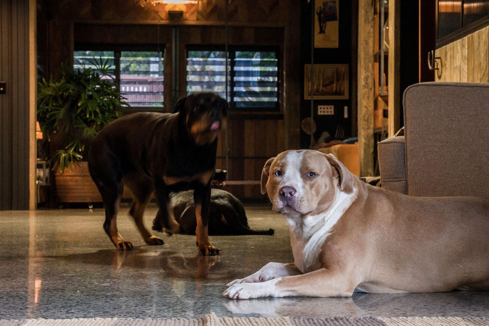 the hero doggy shot — who's a good boy ❤️